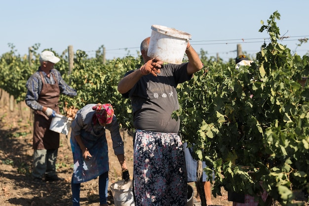 Taraclia, Moldova, 09.15.2020. Farmers harvesting grapes from a vineyard. Autumn harvesting.