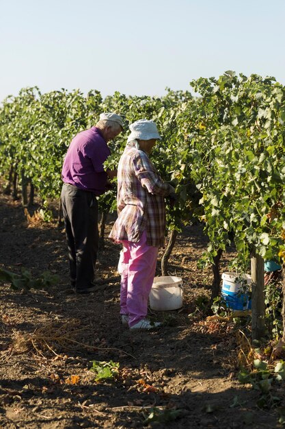Taraclia Moldova 09152020 Farmers harvesting grapes from a vineyard Autumn harvesting