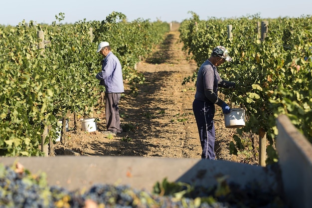 Taraclia Moldova 09152020 Farmers harvesting grapes from a vineyard Autumn harvesting