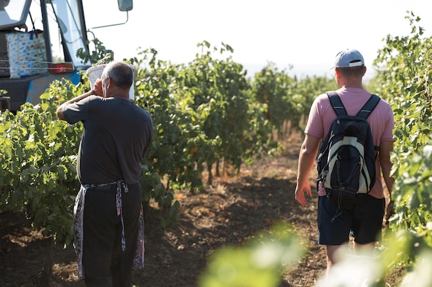 Taraclia Moldova 09152020 Farmers harvesting grapes from a vineyard Autumn harvesting