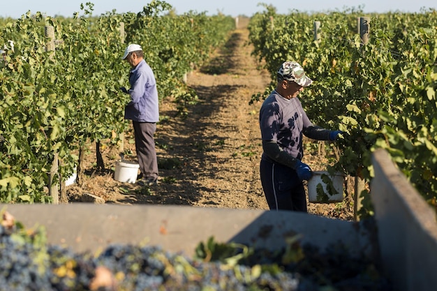 Taraclia Moldova 09152020 Farmers harvesting grapes from a vineyard Autumn harvesting