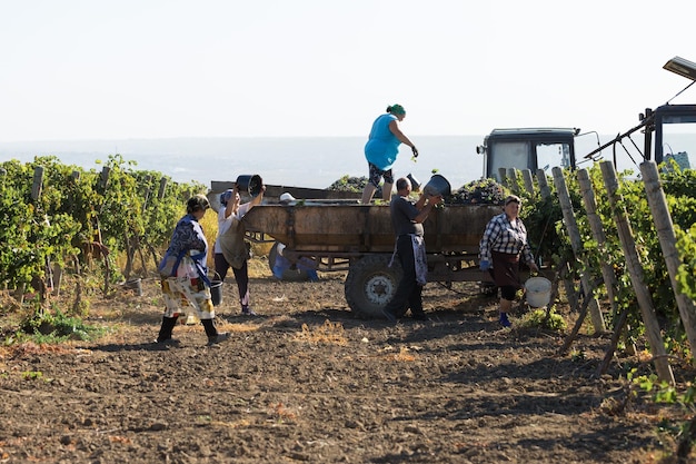 Taraclia Moldova 09152020 Farmers harvesting grapes from a vineyard Autumn harvesting