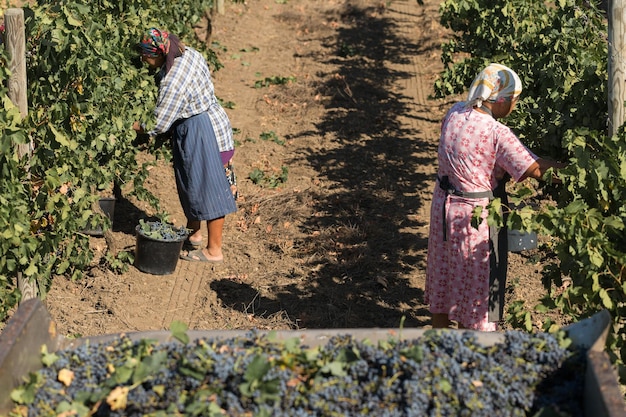 タラクリアモルドバ09152020ブドウ園からブドウを収穫する農家秋の収穫