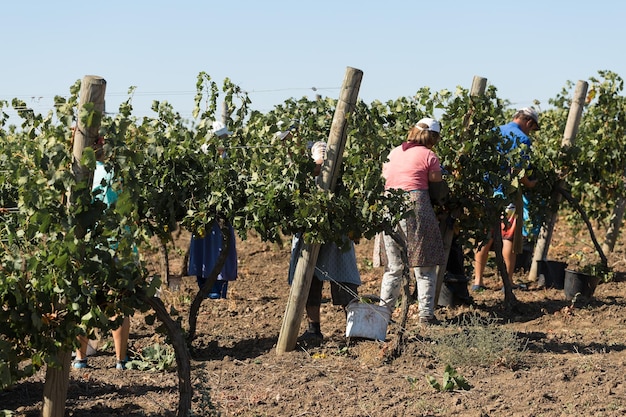 Taraclia Moldova 09152020 Farmers harvesting grapes from a vineyard Autumn harvesting