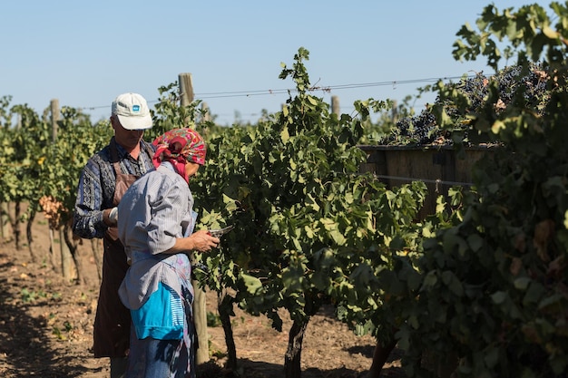 Taraclia Moldova 09152020 Farmers harvesting grapes from a vineyard Autumn harvesting