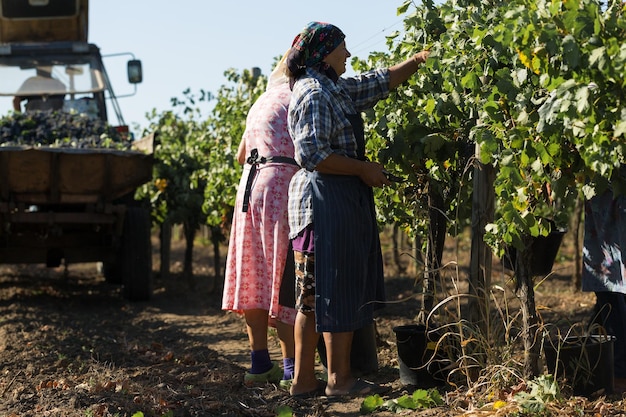 Taraclia Moldova 09152020 Farmers harvesting grapes from a vineyard Autumn harvesting