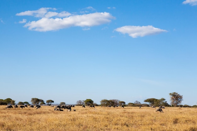 Tarangire Nationaal Park panorama Tanzania Afrika