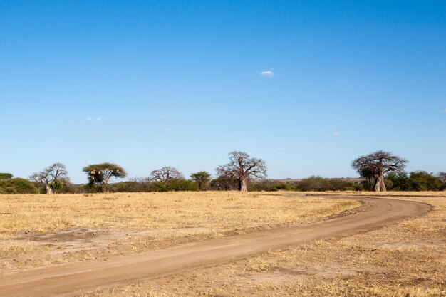 Panorama del parco nazionale di tarangire, tanzania, africa. safari africano