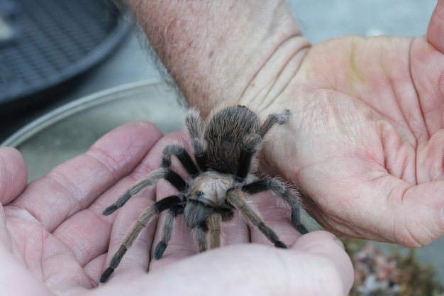 Tarantula in het wild