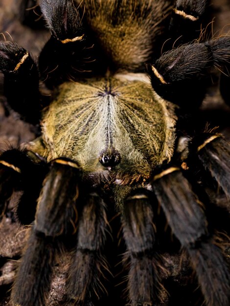 Photo a tarantula is shown in this close up image.