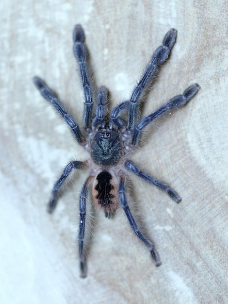 A tarantula on a piece of wood