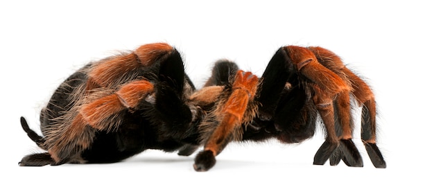 Tarantula spider, Brachypelma Boehmei, in front of white background