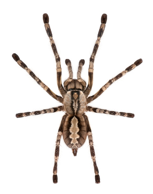 tarantula spider, poecilotheria fasciata, in front of white background