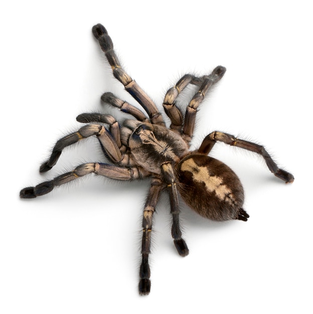 Tarantula spider, poecilotheria metallica, in front of white background