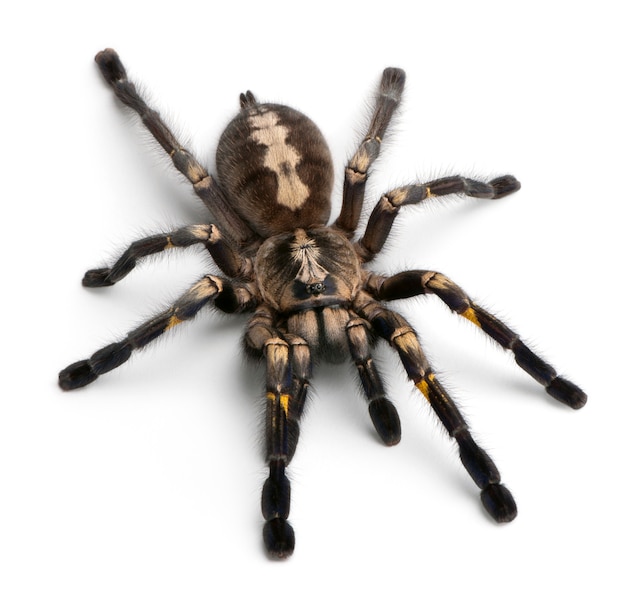 Паук Тарантул, Poecilotheria Metallica, на белом фоне