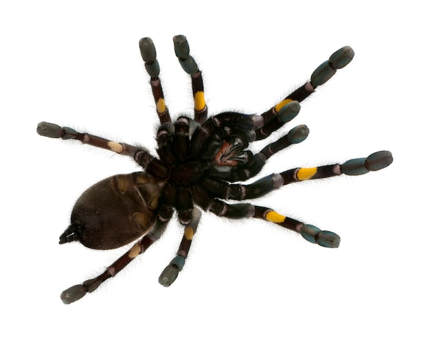 Tarantula spider, Poecilotheria Metallica, in front of white background