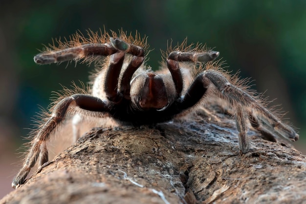 Tarantula spider ready to attack