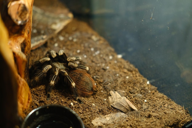 Tarantula spider sitting in an aviary in a botanical garden High quality photo