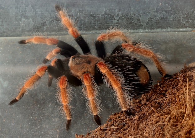 Tarantula, Spider