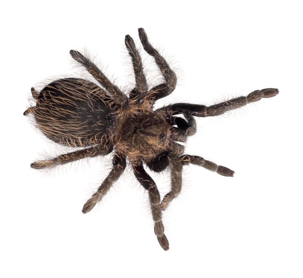 Tarantula Spider