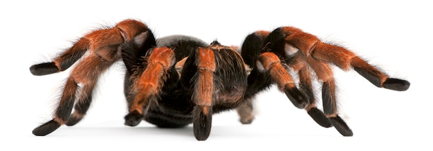 Tarantula spin, Brachypelma Boehmei, voor witte achtergrond