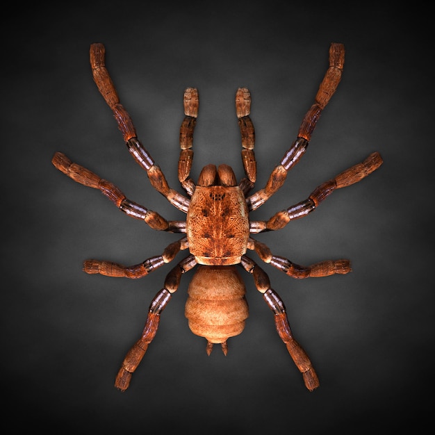 Tarantula spin close-up. 3d illustratie