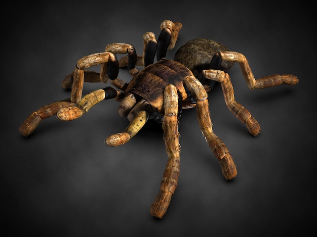 Tarantula spin close-up. 3d illustratie