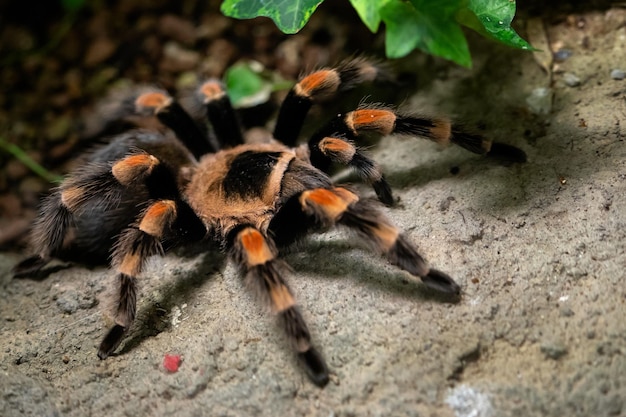 Tarantula spin close-up Spin Brachypelma smithi