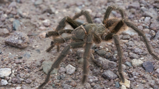 Tarantula-spin in zijn omgeving