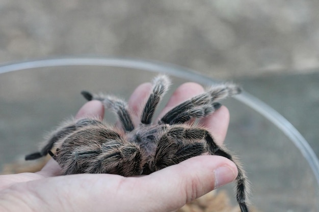 Tarantula in the wild