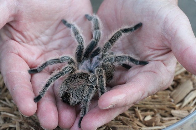 Tarantula in the wild