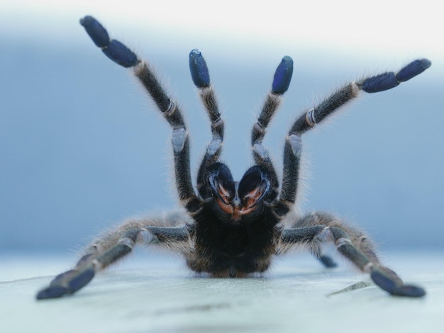 Photo a tarantula with blue eyes and blue and black legs.