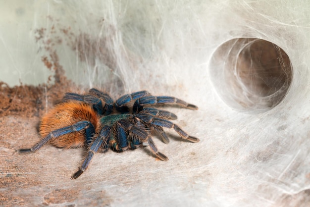 Tarantula with spider web in a terrarium with spider web