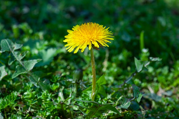 Taraxacum bloem omgeven door groen gras in de lente