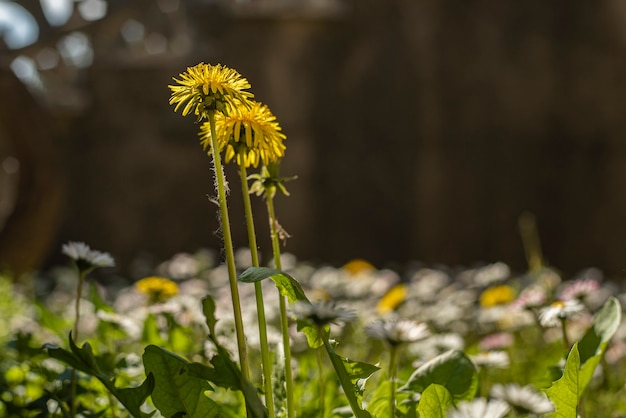 春に緑の草に囲まれたタンポポの花