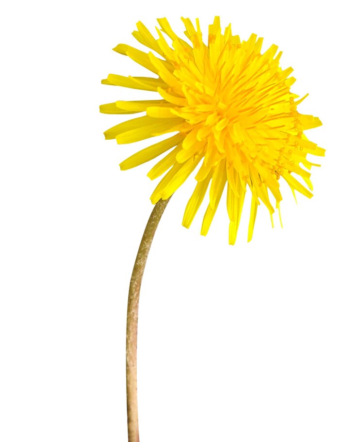 Foto taraxacum officinale paardenbloem of gewone paardenbloem wordt gebruikt als voedsel en medicijn