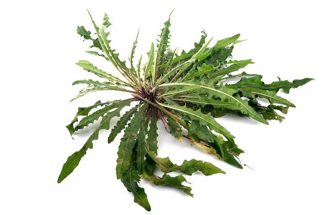 Taraxacum plant in studio