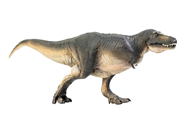 Tarbosaurus Dinosaur on white isolate background Clipping path