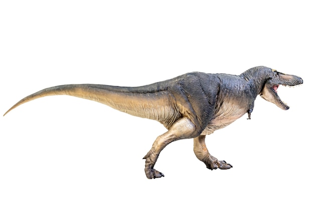 Tarbosaurus Dinosaur on white isolate background Clipping path