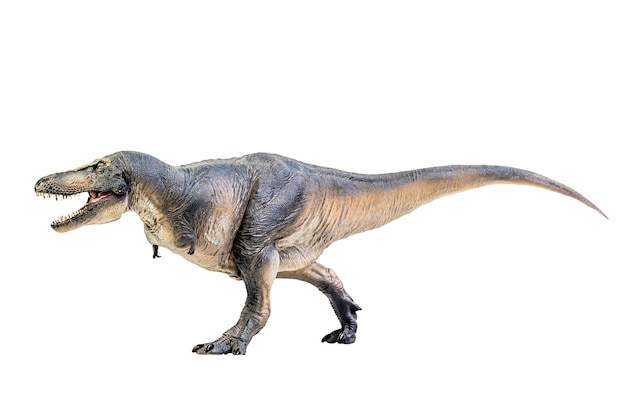 Тарбозавр Динозавр на белом фоне изолировать Обтравочный контур