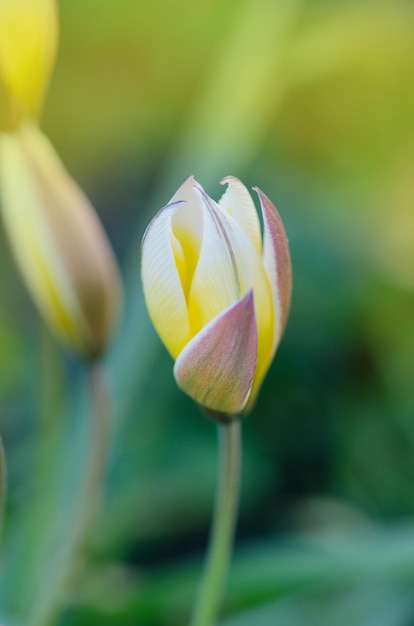 庭で育つタルダダシステムトンチューリップの花