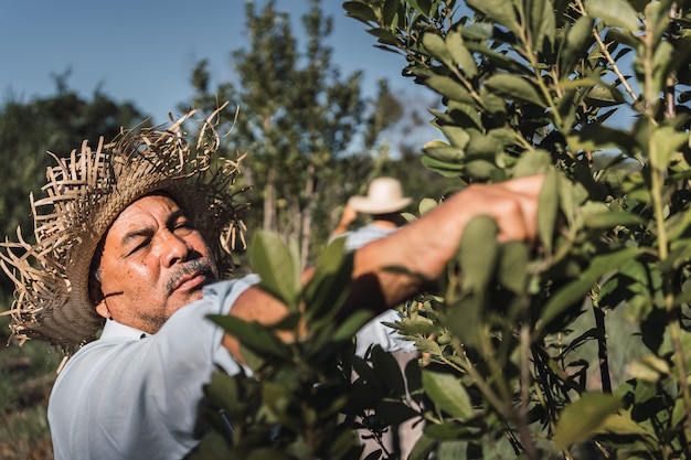 "Tarefero". Lokale boer die zich toelegt op het oogsten van de yerba mate-plant.