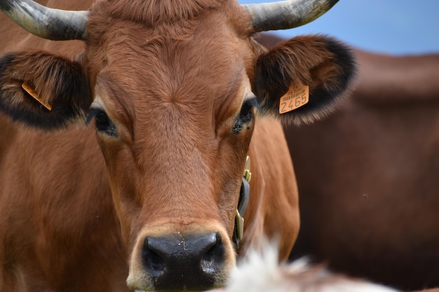 Photo tarine brown cow face near chamonix, in the fields