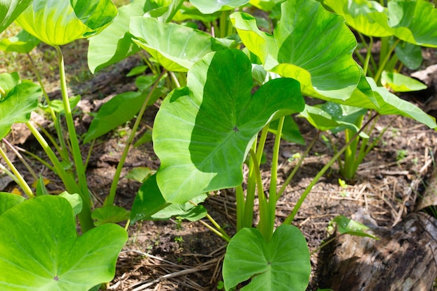 Terreno di piantagione di taro giardino taro