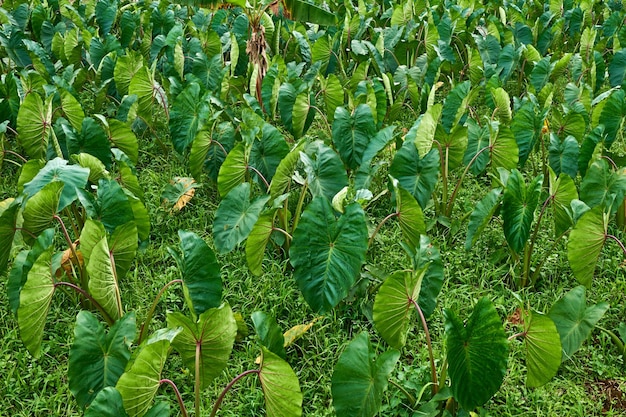 Taro gardens grow fresh on the plantation