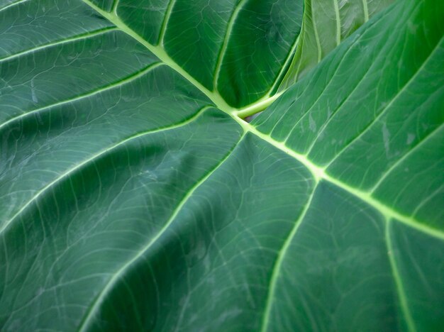 타로 잎 또는 Colocasia Esculenta