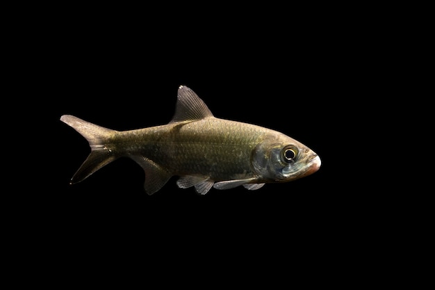 Photo tarpon fish on black background