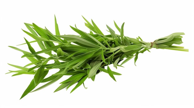 Tarragon Elegance