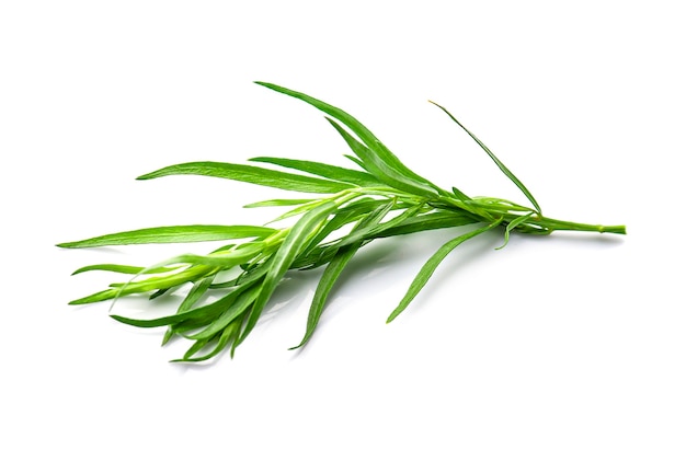 Tarragon herbs closeup on white backgrounds.