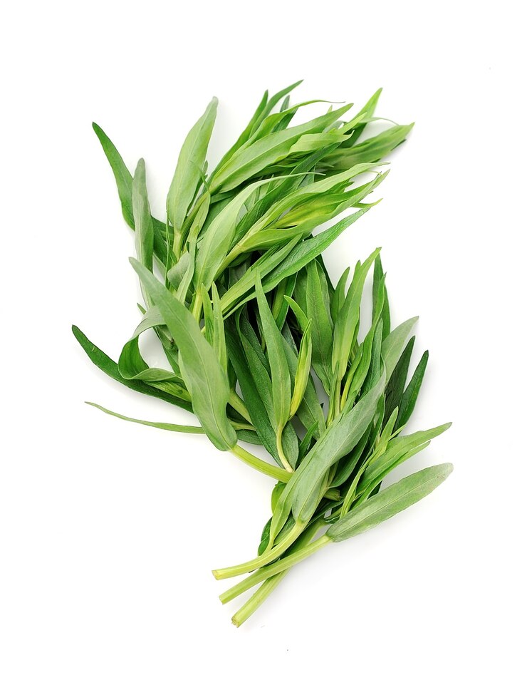 Tarragon herbs closeup on white